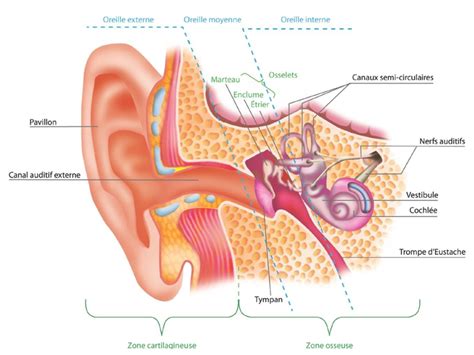 La couleur de l'eau d'une piscine est liée à 4 éléments : L'anatomie ǀ Bausch + Lomb