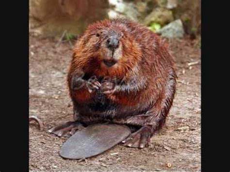 Hairy beaver hd snapchat iristeen17. My Zoo Ideas #1 - YouTube