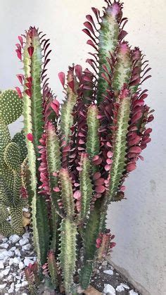 Five years later, those specimens have been transformed into handsome. Euphorbia trigona "Rubra" | Cactus plants, Planting ...