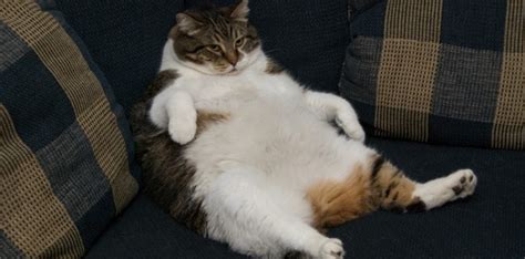 If your cat has become lethargic or has lost interest in food, go ahead and reach out to your vet. How To Tell If Your Cat Has A Stomach Ache - CatWalls