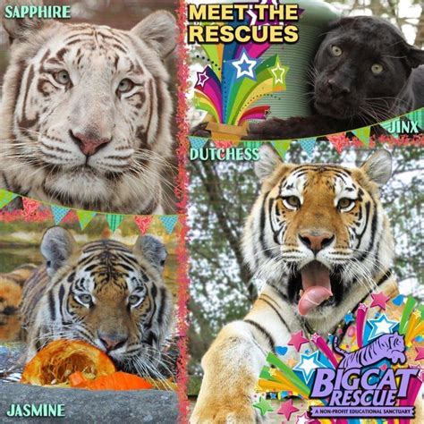 Pets are, to many people, just like children. Witness Protection For 4 Big Cats FINALLY Ends After Years ...