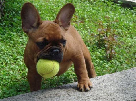 The french bulldog looks like a miniature english bulldog with bat ears. Miniature French Bulldog Life Expectancy | French Bulldog