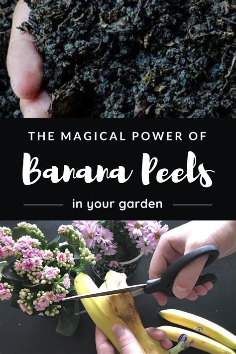 But after reading this piece, those peels will never be thrown or. The Magical Power of Banana Peels in The Garden in 2020 ...