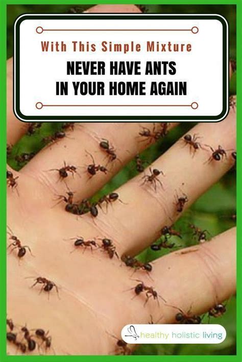 Pest control everything provides a 2 step guide to doing your own pest control treatment. Essential Oils Tips And Strategies For easy crochet #easycrochet | Ant repellent, Ants, Ant spray