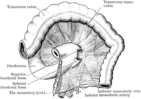 Mobilization of ligament of treitz. Duodenal Fossae and Folds | ClipArt ETC