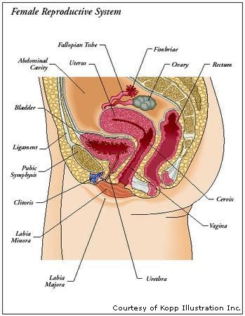 Read on to understand the different parts and functions of the male and female reproductive system. Greek Medicine: THE FEMALE REPRODUCTIVE SYSTEM