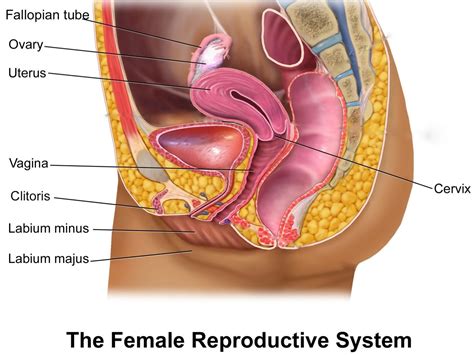 It is open to the outside by way of the neck and head. 13.7 Female reproductive anatomy - The Evolution and ...