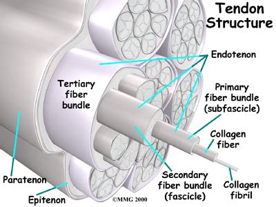 A tendon is a tough band of fibrous connective tissue that usually connects muscle to bone and is capable of withstanding tension. TENDON- Structure - Utah Sports & Wellness