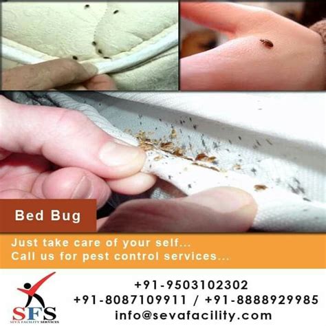 Each female bed bug lays 200 to 500 eggs during their lifetime. Head Office is at #Pune, Maharashtra, India. Branches at # ...