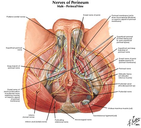 Learn these parts of body names to increase your vocabulary words in english. NSFW Possible cyst on my bfs taint area close to the ...