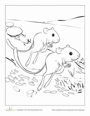 Posted by great salt lake fun! Kangaroo Rat Coloring Page | Coloring pages, Kangaroo rat ...