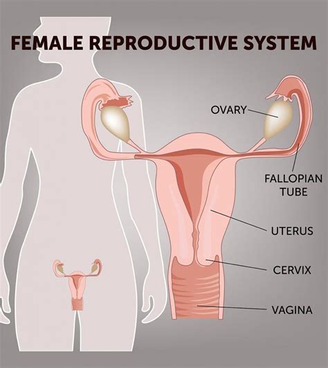 The diagram is as follows: Female Reproductive System: Anatomy, Diagram, Parts & Function