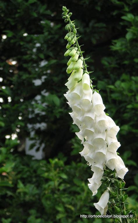 Fiori bianchi fotografati nel proprio habitat naturale. L'orto dei colori: Foglie e fiori bianchi