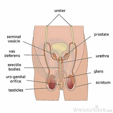 Anatomical diagram showing a front view of muscles in the human body. THE MALE REPRODUCTIVE SYSTEM | Las CHICAS del Hans