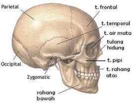 Rangka juga berfungsi sebagai alat gerak pasif dan pelindung bagian tubuh yang lunak. Fungsi Rangka Manusia dan Gambarnya - DosenBiologi.com