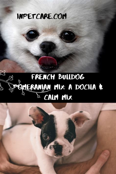 Join millions of people using oodle to find puppies for adoption, dog and puppy listings, and other pets adoption. Pin on French bulldogs ️