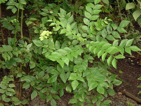 Murraya koenigii is a highly. Murraya Koenigii | Indian curry plant which was part of my ...