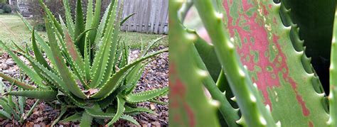 Though some special varieties might tolerate direct sunlight, it's still better if you take precautions and stick to what is since you are growing aloe vera indoors, a container is crucial to avoid root rotting. Aloe Vera Bitkisi Hastalıkları | Plant Home