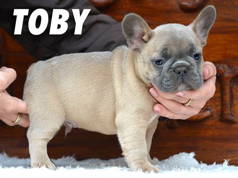 For the past several years i have debated whether to get a pet. French Bulldog Blue For Sale Scotland