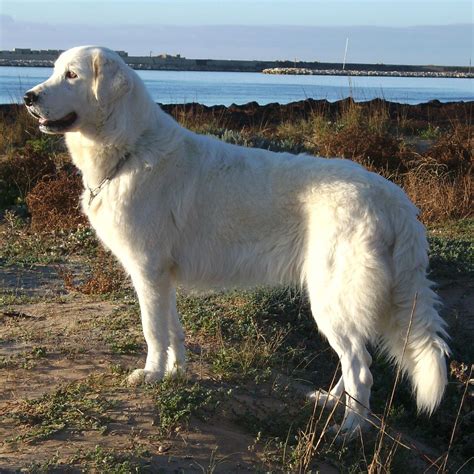 Il cane da pastore scozzese o scotch collie, è un cane da pastore che si divide in due varietà: Pastor-maremano-abruzês - Wikipédia, a enciclopédia livre