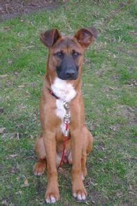 Check spelling or type a new query. belgian malinois boxer mix | Staffy bull terrier, American ...