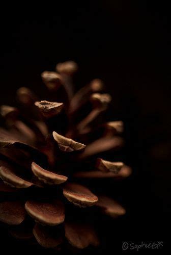 Maybe you would like to learn more about one of these? brown.quenalbertini: Pinecone | Colori marrone, Marrone ...
