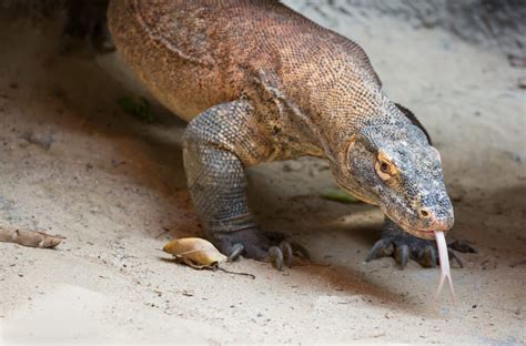 Waran frisst zu erstmal eine maus nimmt anschließend ein bad und schlingt dann noch. Waran z Komodo - ciekawostki. 45 ciekawostek o waranach z ...