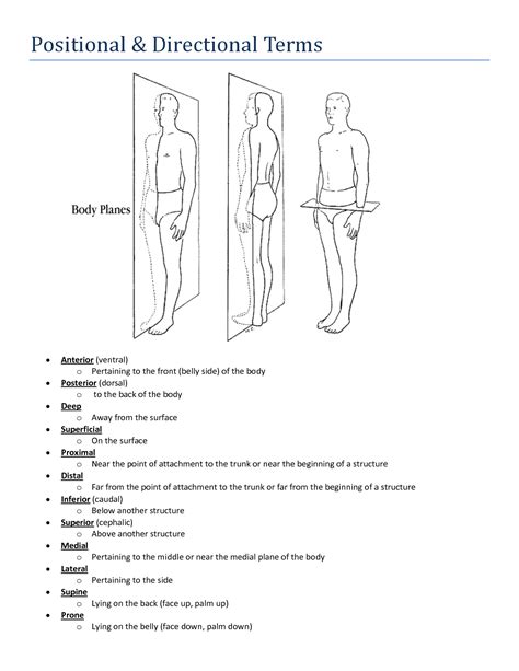 Anatomical terms of location wikipedia, lookup. Directional Terms Human Body | Human body, Human anatomy ...