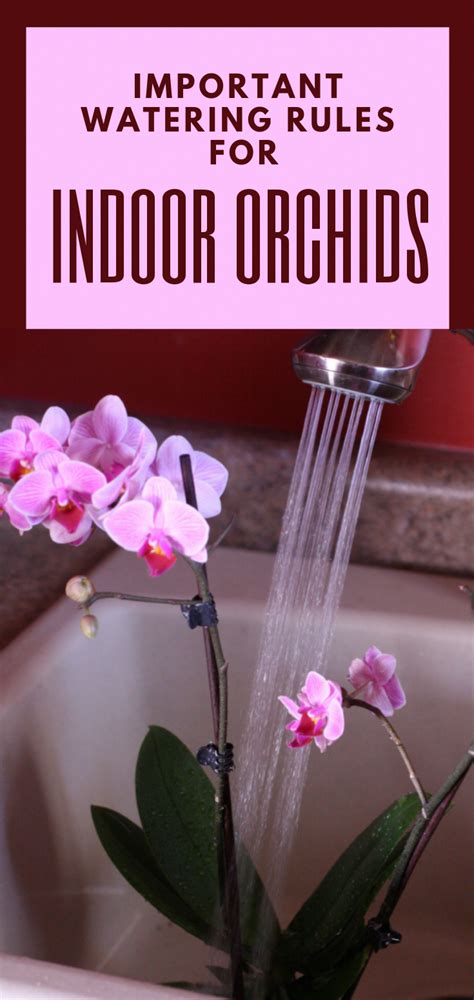 Important Watering Rules For Indoor Orchids #watering #indoor #orchids | Indoor orchids, Orchids ...