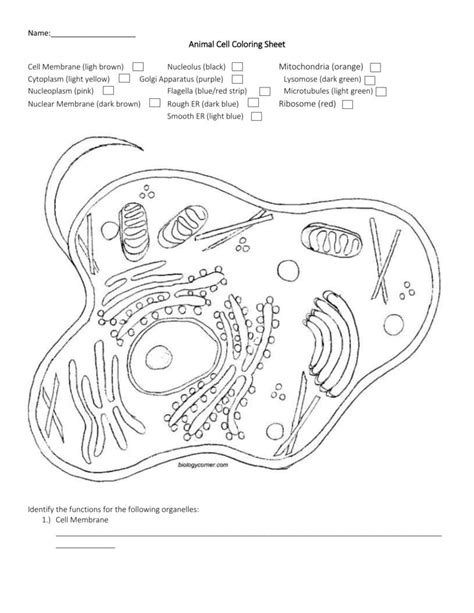 Various kinds of cells have different shapes and structures based on functions performed by them. Animal Cell Coloring Worksheet | db-excel.com