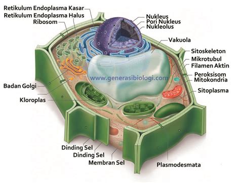 Pengertian sel, struktur sel hewan dan fungsinya, struktur sel tumbuhan dan fungsinya ✓ serta setiap makhluk hidup memiliki sel, seperti tumbuhan dan hewan. gambar struktur sel tumbuhan beserta keterangannya ...