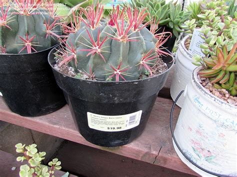 M&j are active members in several horticultural clubs including the cactus & succulent society of america (cssa) and affiliate c&s societies in san diego, los angeles, orange county, long beach, and san gabriel valley. PlantFiles Pictures: Ferocactus Species, Devil's Tongue ...