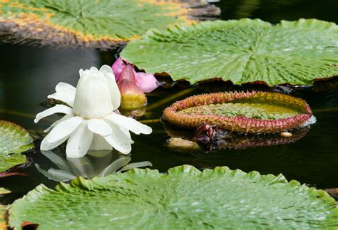 Immer aktuell redaktionell geprüft kostenlos jetzt klicken & sparen. Der Botanische Garten von Puerto de la Cruz | Puerto de la ...