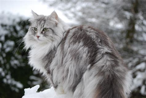Norwegian Forest Cat History, Personality, Appearance ...