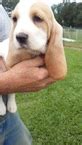 Female basset hound puppy for sale. View Ad: Basset Hound Litter of Puppies for Sale near ...