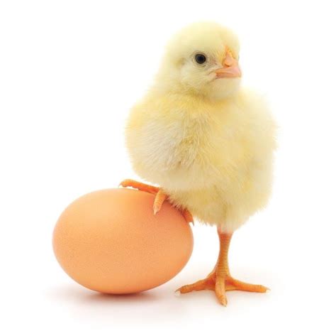 Secara umum, pantun terdiri atas. Paling Populer 17+ Gambar Lucu Ayam Bertelur - Richa Gambar