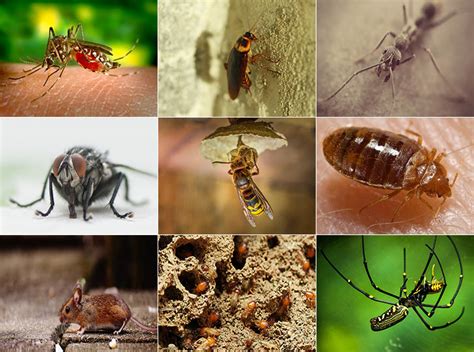 However, owing to a tropical climate, despite the government's ongoing efforts, pest control is a. Top 5 Reliable Pest Control Services in Singapore 2020 ...