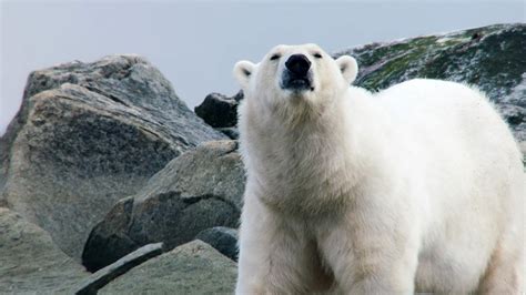 Life below zero next generation. Wild Arctic - National Geographic Channel - International