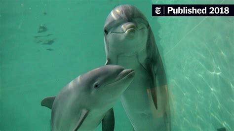 Dolphins Show Self-Recognition Earlier Than Children - The New York Times