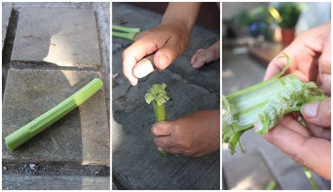 We did not find results for: Mainan Tradisional Dari Pelepah Pisang