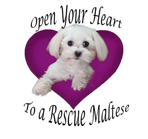 It was then that we were introduced to atlanta pet rescue and we have remained huge supporters throughout the years. Pets for Adoption at Maltese Rescue California, in ...