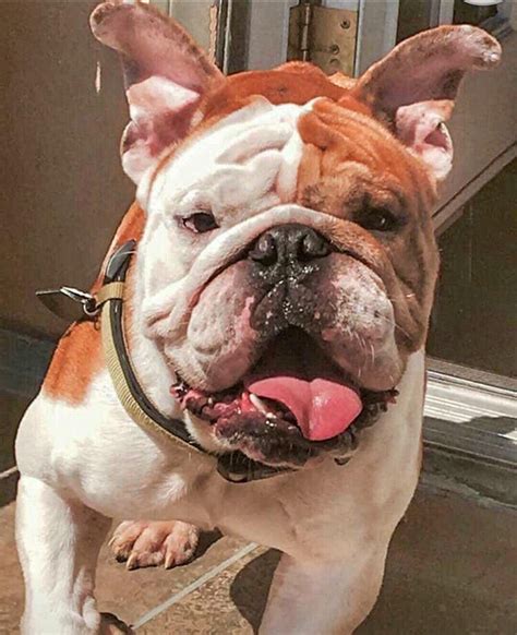 The great thing about breed rescue groups is that they tend to be very upfront about any health conditions the dogs may have and are a valuable resource for advice. French Bulldog Rescue Near Me
