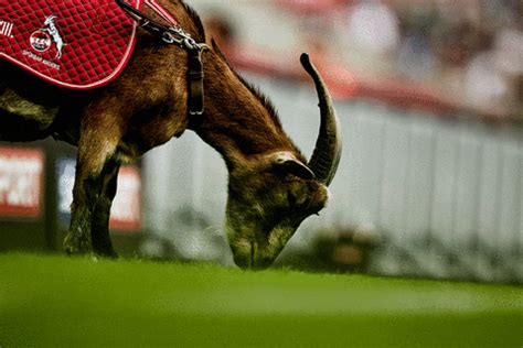 Fc köln ist nicht irgendein club. Effzeh GIF by 1. FC Köln - Find & Share on GIPHY