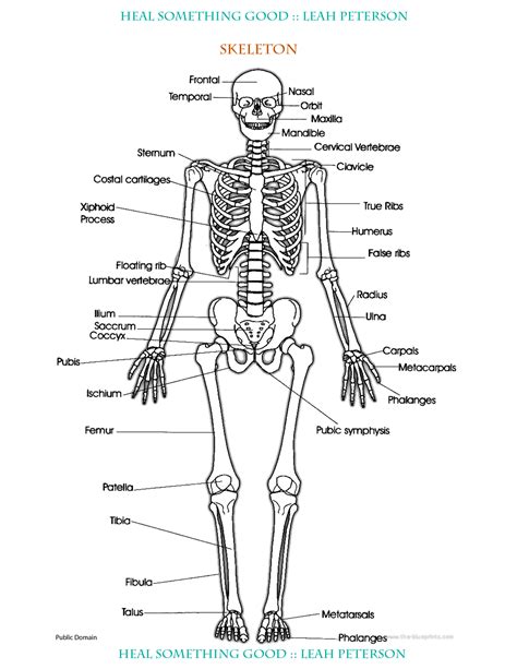 The muscular system anatomical charts and posters. Chart - Skeleton - Heal Something Good