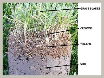 How to prepare for dethatching. Thatch - Green Man Lawn Care