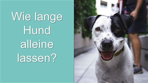 Erste übungen fürs alleine lassen. Wie lange Hund alleine lassen? - YouTube