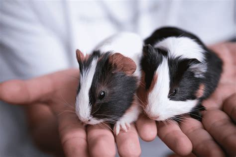 (they're called pigs for a reason) if they don't, there's something wrong. How Many Babies Do Guinea Pigs Have?