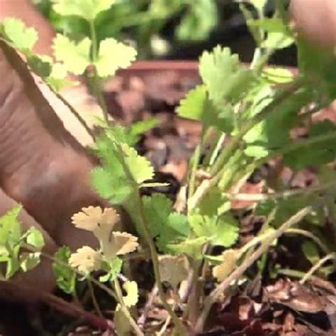 Maybe you would like to learn more about one of these? When to Trim Cilantro | eHow | Cilantro plant, Herbs, How ...