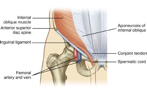 Normal anatomy, variants and checklist. Conjoint Tendon Shoulder Anatomy / Shoulder - At the ...