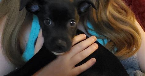 Maybe you would like to learn more about one of these? Hillsborough family says sick puppy they bought from Craigslist has died